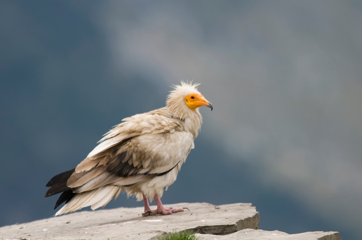 Egyptian Vulture