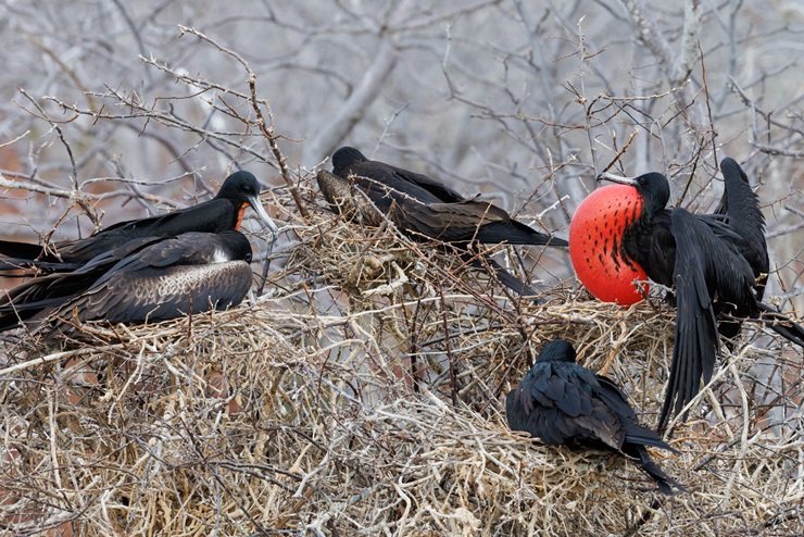 Great Frigatebirds