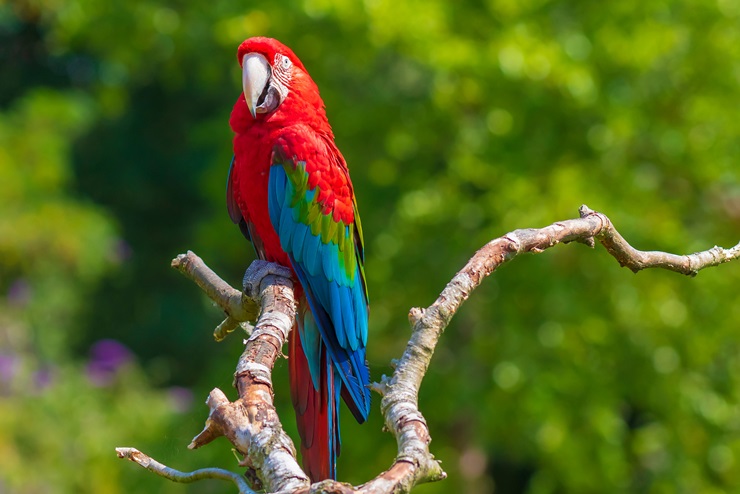 green-winged macaw 