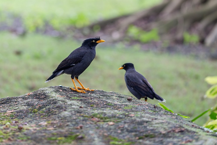 Javan Myna 