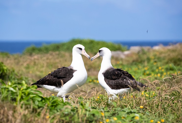 Laysan Albatross