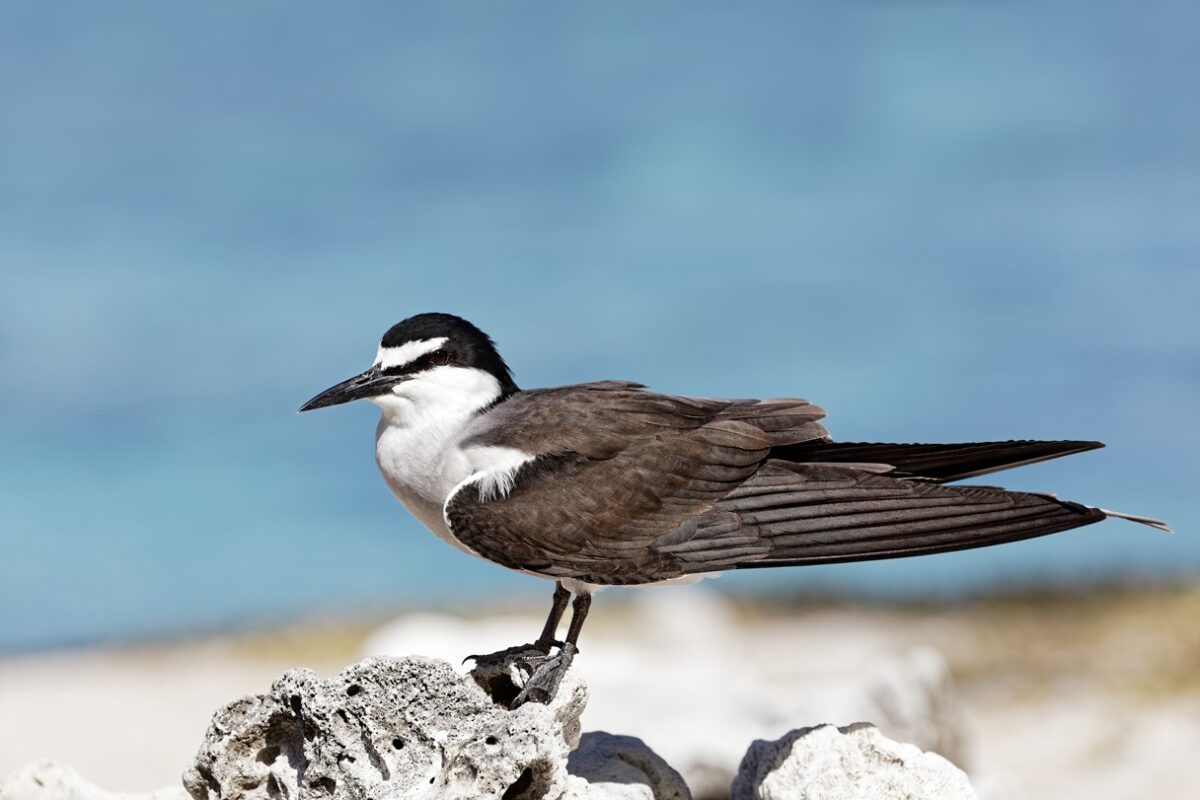 Sooty Tern