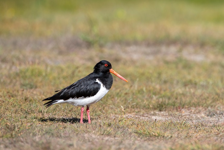 South Island Oystercatcher