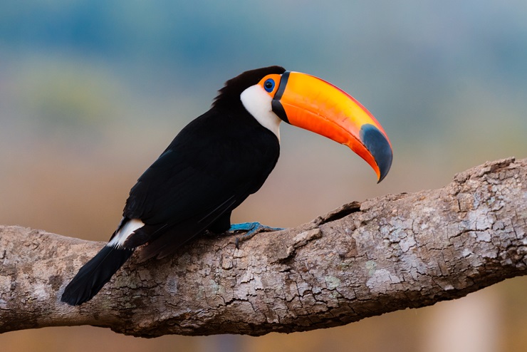 Toco Toucan