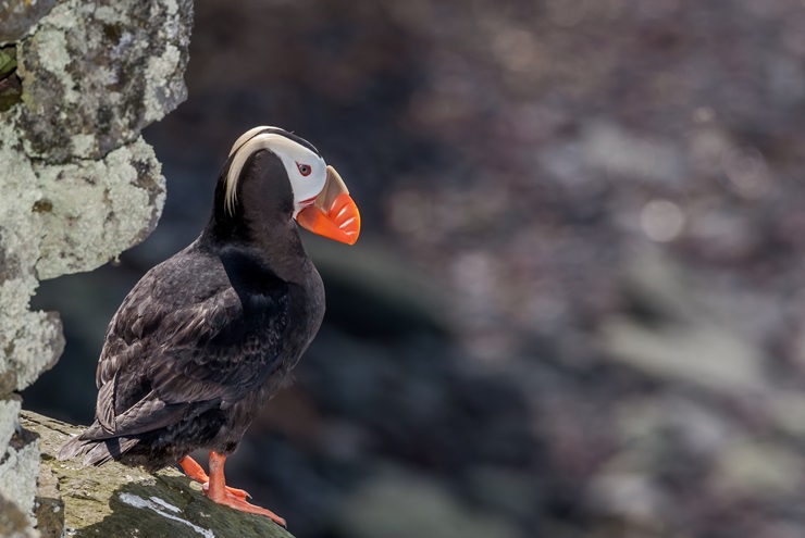 Tufted Puffin