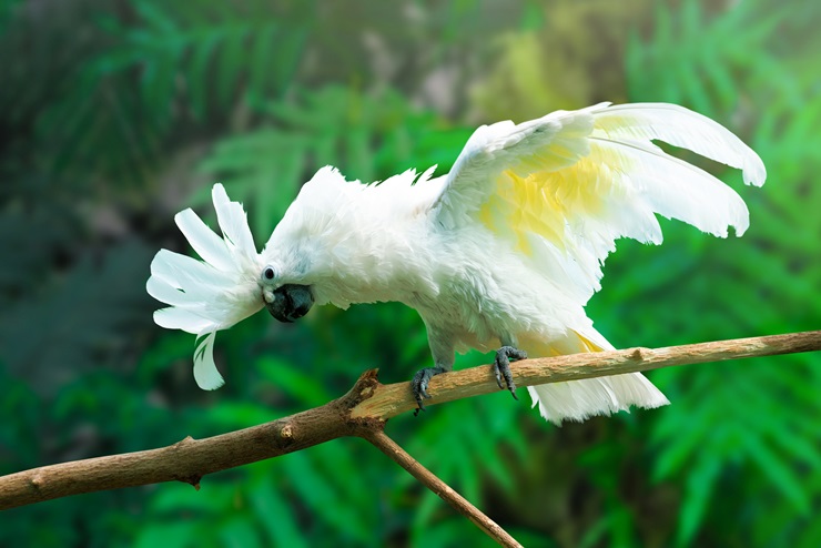 White Cockatoo