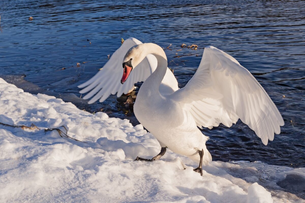 Why Are Swans Aggressive