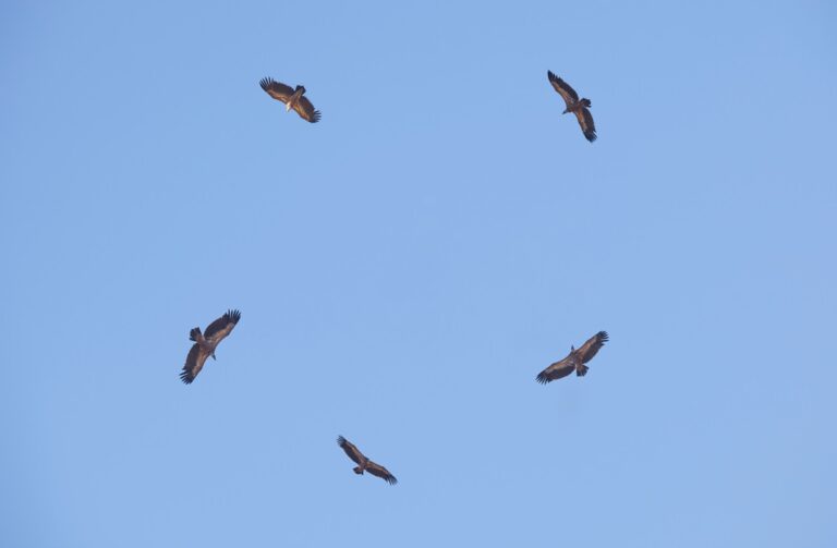 Why Birds Fly in Circles? (6 Reasons)