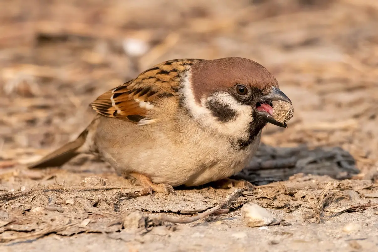 Why Do Birds Eat Rocks