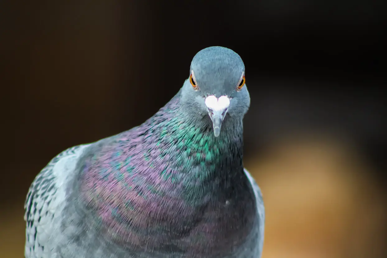 Why Do Pigeons Bob Their Heads