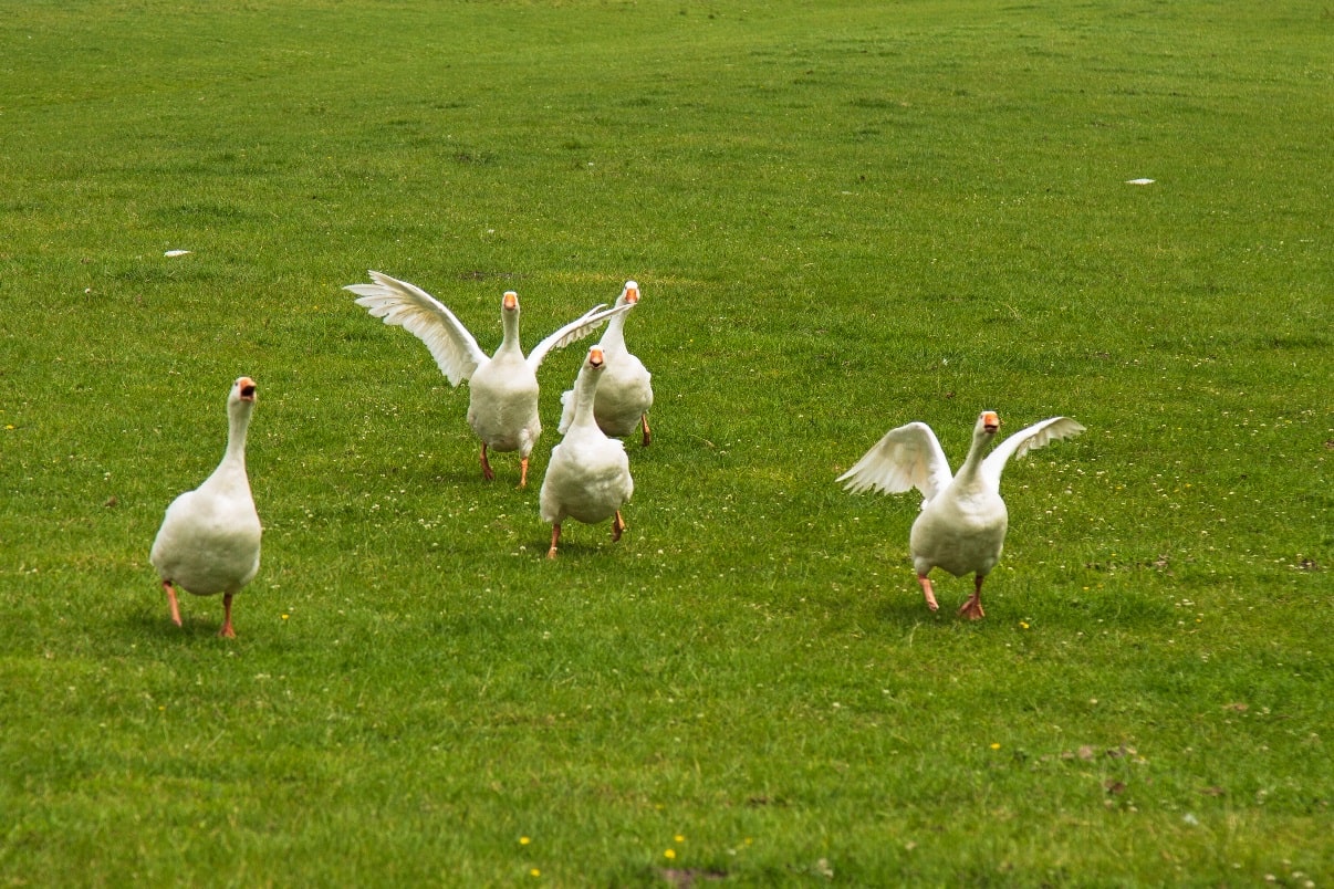 Why are geese aggressive