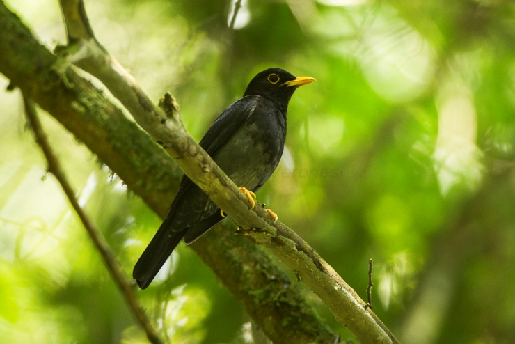 Yellow-legged Thrush