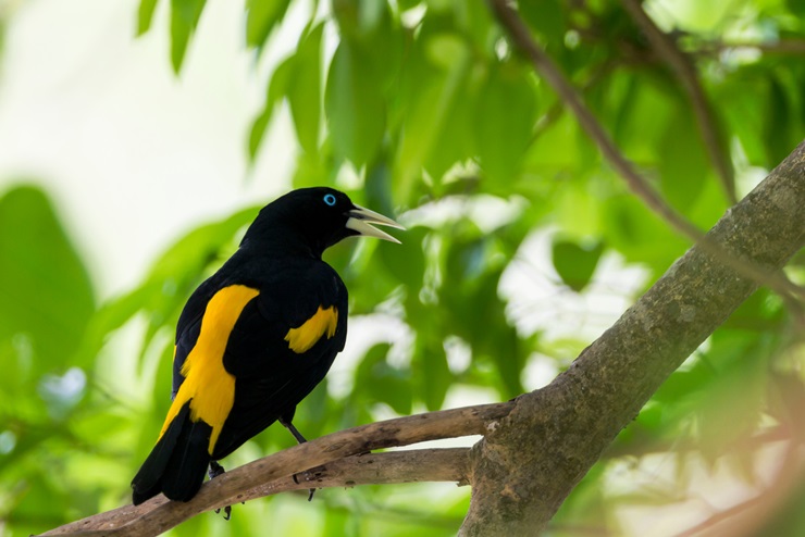 Yellow-rumped Cacique