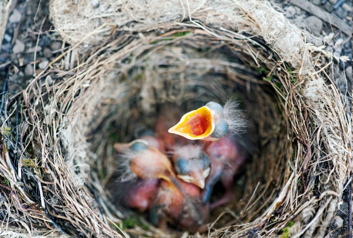 do baby birds drink water