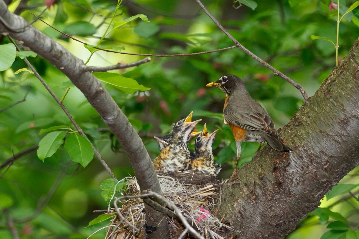 Why Do Birds Eat Their Babies Poop The Fascinating Truth 
