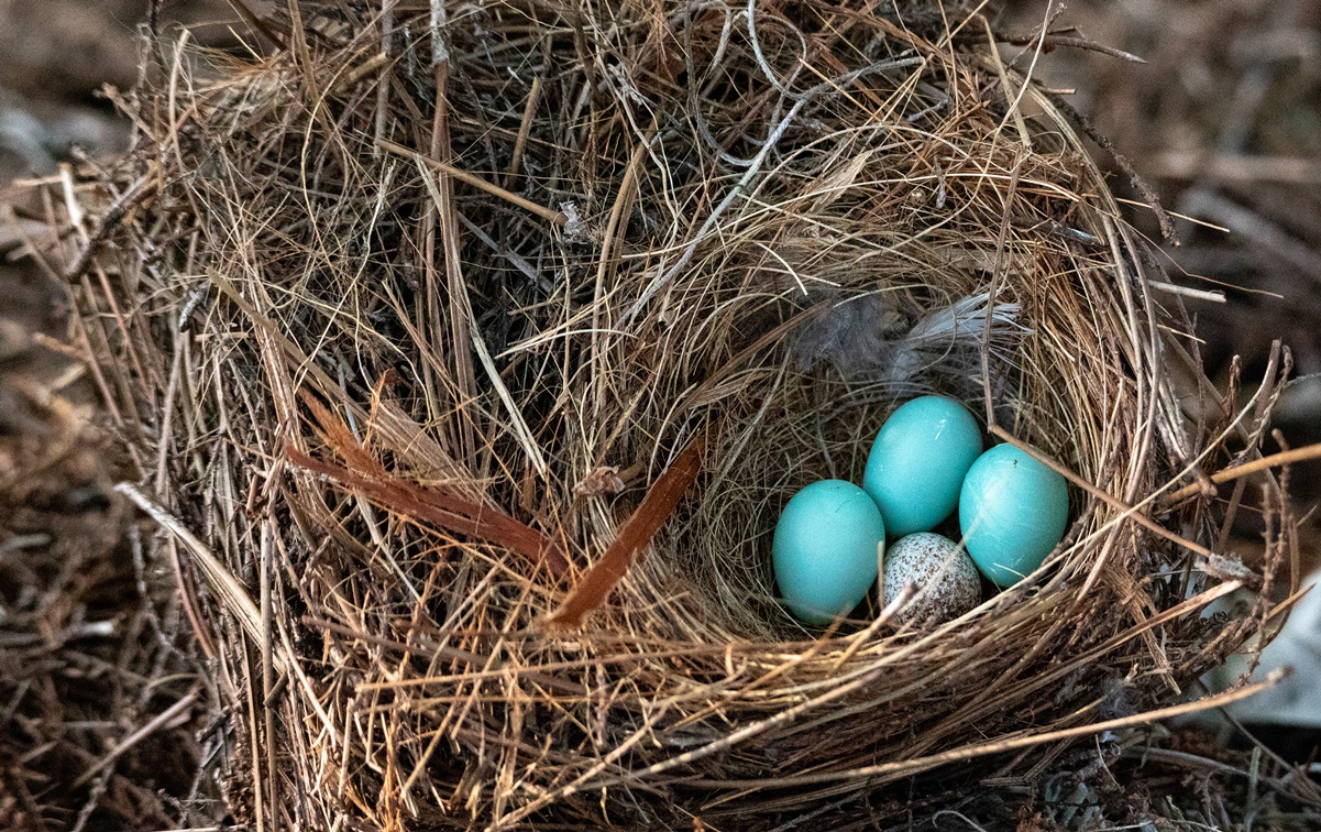 Brown-headed cowbird egg