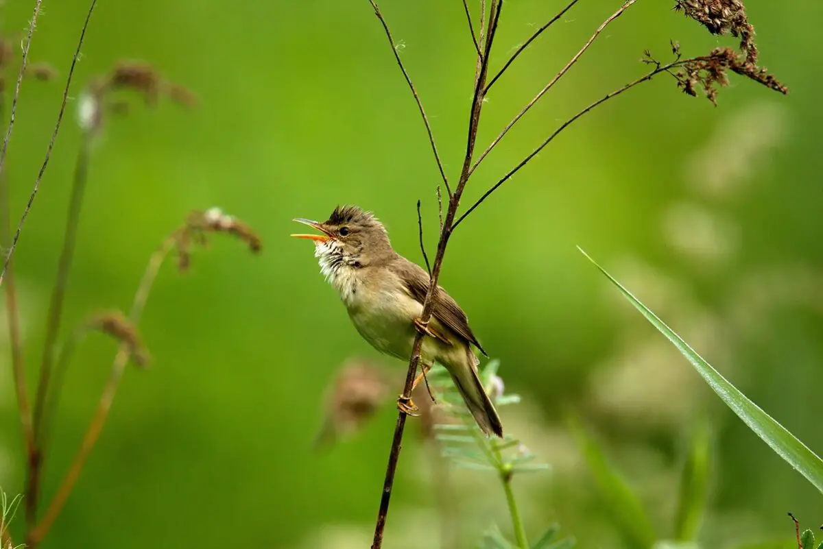 Marsh Warblers imitate sounds