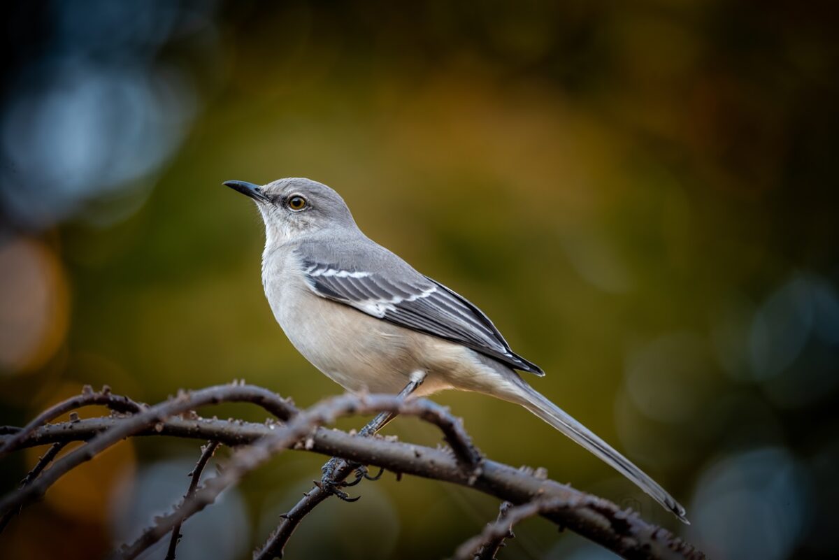 Why Do Birds Imitate Sounds